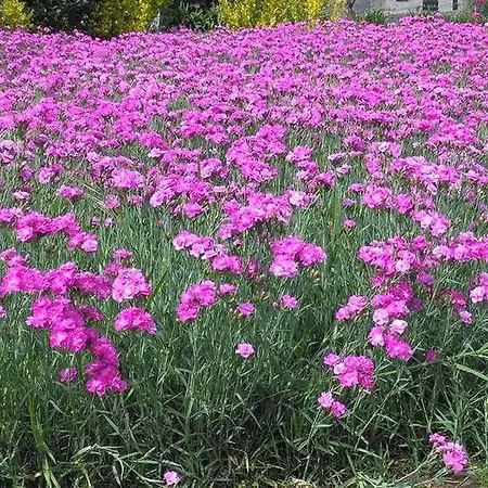 Casa Do Souto Willa *